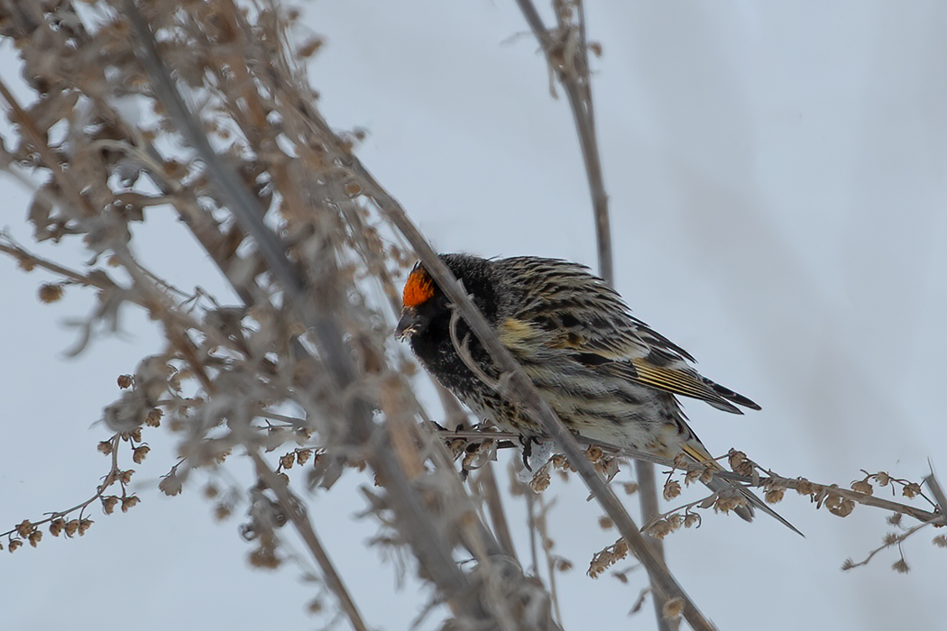 Fire-fronted Serin